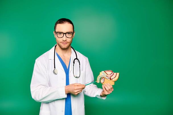Mężczyzna lekarz w białej szacie trzymający model ludzkiego ciała. - Zdjęcie, obraz