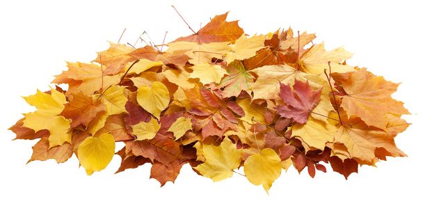 Automne. feuilles dorées érable isolé
. - Photo, image