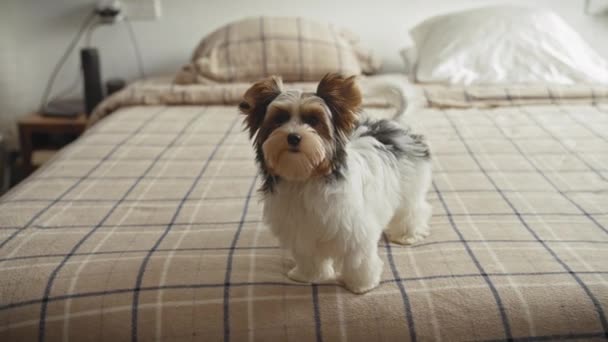 Entzückender Biewer Terrier Welpe posiert auf einem karierten Bett in einem gemütlichen Schlafzimmerambiente und präsentiert den Charme des reinrassigen Haustieres. - Filmmaterial, Video