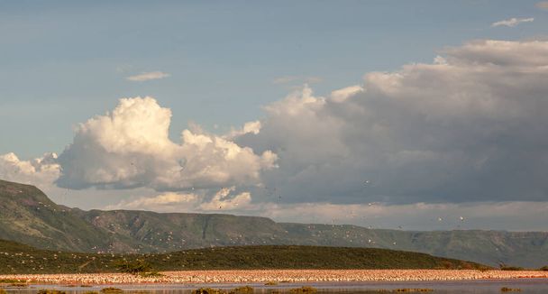 Stado flamingów przelatuje nad dużym akwenem wodnym. Niebo jest zachmurzone, ale ptaki wciąż latają, Kenia. - Zdjęcie, obraz
