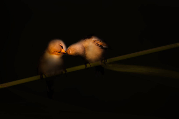 Kissing birds. Artistic wildlife photography. Dark nature background.  - Photo, Image
