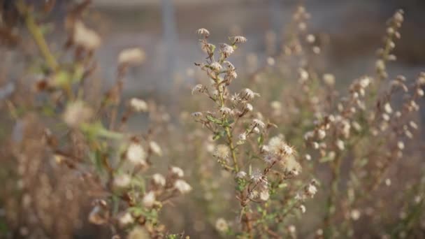 Közelkép egy vadon termő száraz növényről bolyhos magfejekkel Murciában, Spanyolországban, a természet ciklusának részleteit bemutatva. - Felvétel, videó