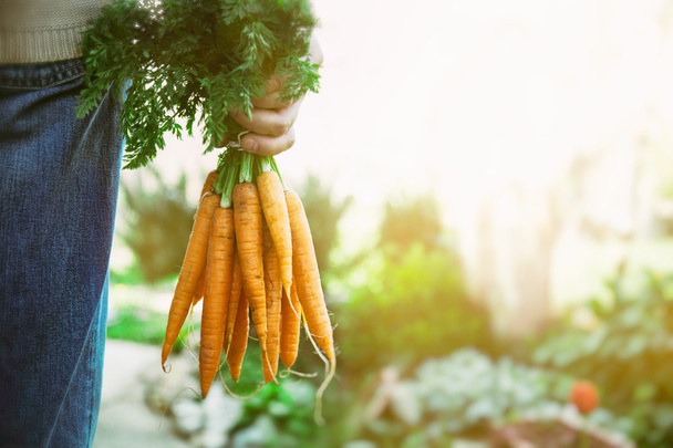Fresh carrots - Valokuva, kuva