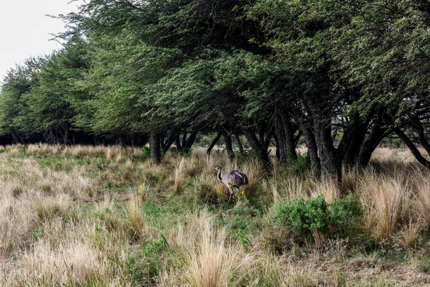 Większy Rhea, Rhea americana w środowisku lasu Calden, La Pampa, Argentyna. - Zdjęcie, obraz