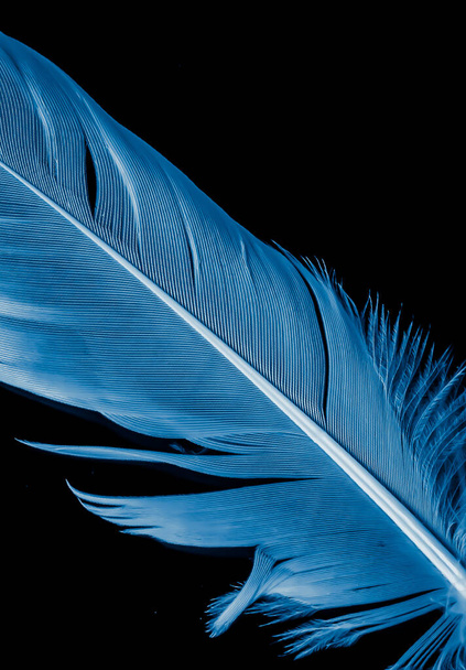 blauwe veer van een gans op een zwarte achtergrond - Foto, afbeelding