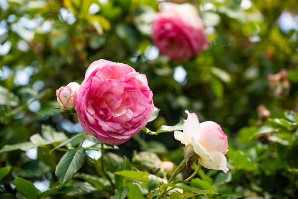 arco de rosas em um jardim com uma mãe e uma criança andando por ele na Austrália - Foto, Imagem