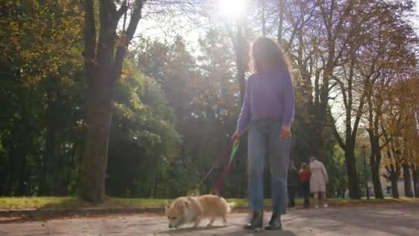 Caucasian female girl woman handler pet owner walking with little cute dog on leash lady going strolling on street welsh corgi puppy pup domestic animal daily walk autumn city park holiday outdoors - Footage, Video