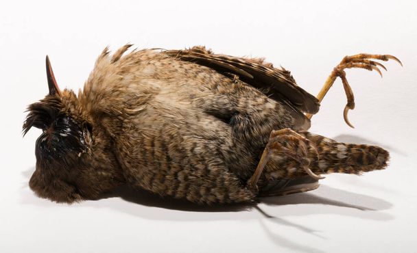 Troglodytes es una especie de ave paseriforme de la familia Troglodytidae en el orden de los Perciformes. Un pájaro muerto sobre fondo blanco. - Foto, Imagen