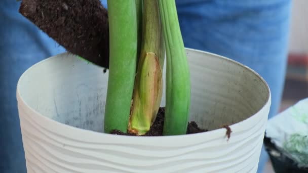 Man die zamioculca 's herplant naar nieuwe pot thuis. Grond toevoegen Trekkende plant met wortels uit pot, close-up. Bloemist tuinieren thuis. Vrije tijd hobby - Video