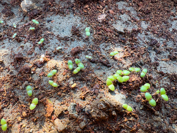 Vegetable and flower seeds sprout in springtime - Photo, Image