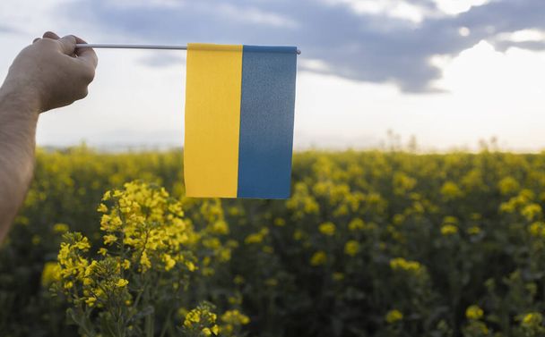 žlutomodrá vlajka Ukrajiny v mužské ruce na pozadí kvetoucího řepkového pole. pýcha, symbol země, vlastenectví. Den nezávislosti Ukrajiny - Fotografie, Obrázek