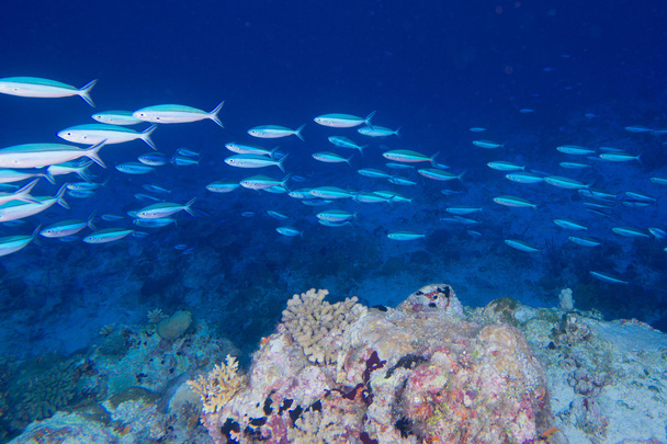 Maldivas casa de corales para peces
 - Foto, imagen