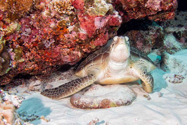 schildpad komt naar u onderwater - Foto, afbeelding