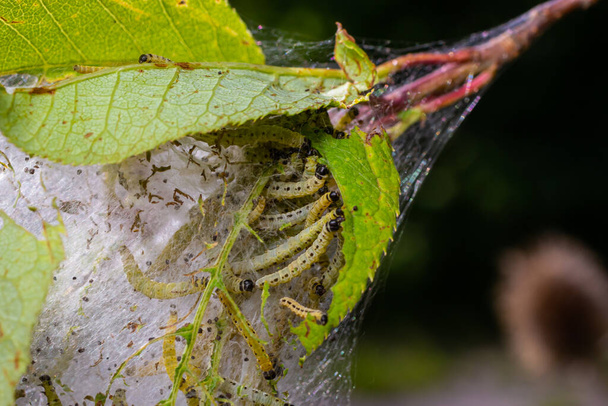 Grupa larw węgorka sosnowca Yponomeuta evonymella w ciasno zapakowanej wspólnej, białej pajęczynie na pnia drzewa i gałęziach wśród zielonych liści latem. - Zdjęcie, obraz