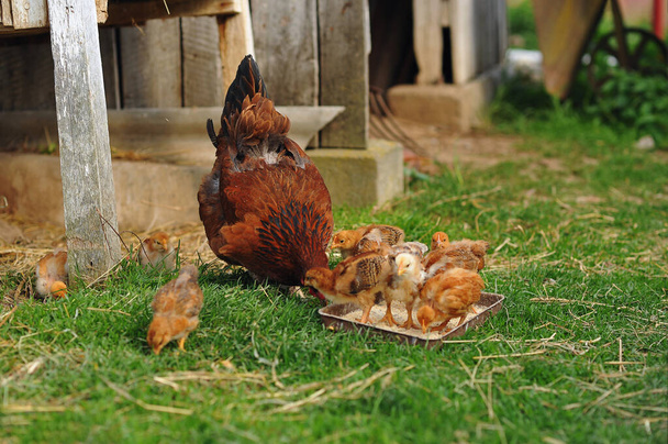Mother hen and baby chicks feeding on grains in the backyard. Poultry organic farm. Natural farming. Beautiful red little chickens - Photo, Image