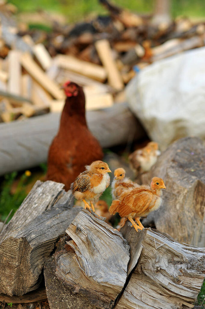 Mother hen with her baby chicks walking on the yard. Baby chickens standing on the logs outdoor. Natural farming - Photo, Image