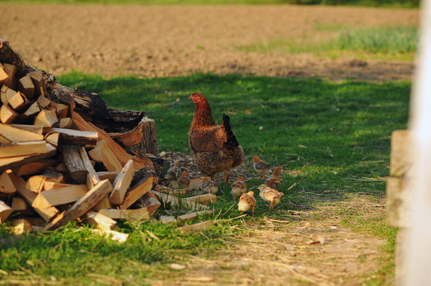 Mother hen with chickens in a rural yard. Baby chickens in a grass in the village. Copy space for text. Poultry organic farm - Photo, Image