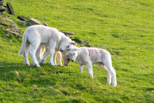 Three lambs playings - Photo, Image