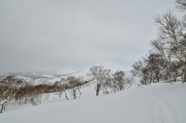 Hokkaido Japon hiver Paysage Forêt arbres ski randonnée sport. Photo de haute qualité - Photo, image