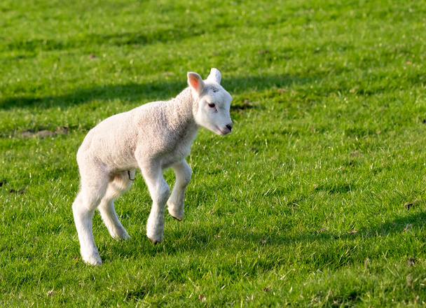 Gambolling lamb - Photo, Image