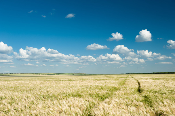 búza mezőben és kék ég nyári táj - Fotó, kép