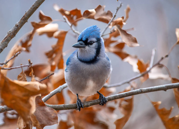 A beautiful Blue Jay perches momentarily on a small oak tree still holding on its leaves in a mid-winter Wisconsin woodland. - Фото, изображение