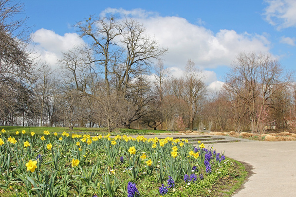 city park with daffodil and hyacinth flowerbed - Foto, afbeelding