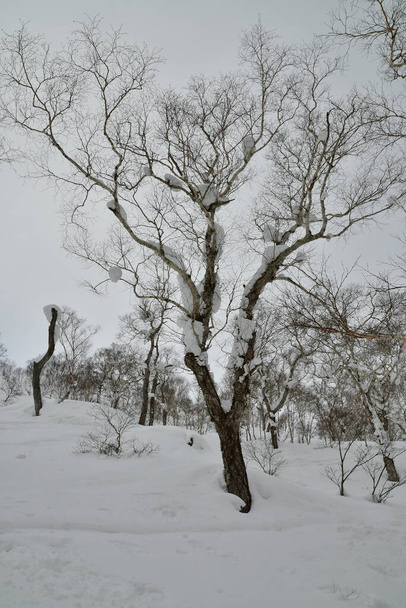 Hokkaido Japan winter Landschap Bos bomen ski touring sport. Hoge kwaliteit foto - Foto, afbeelding
