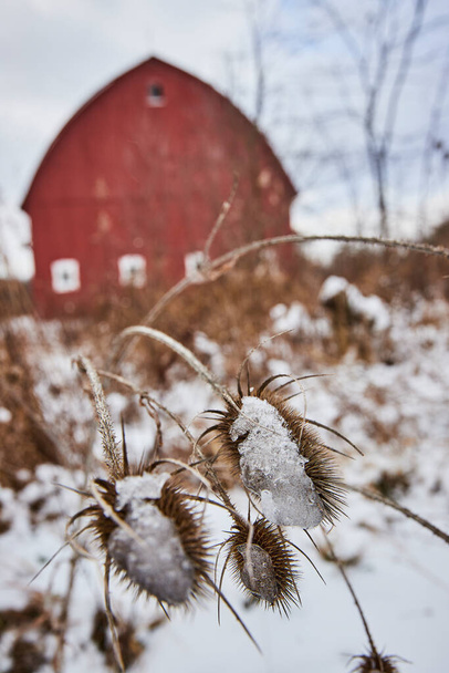 インディアナ州ホワイトハースト自然保護区の穏やかな冬の風景に立つ雪だらけのシスルは,背景に柔らかく赤い納屋を備えています. - 写真・画像