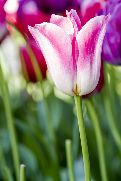 Skagit Valley Oregon Tulip Fields - Фото, изображение