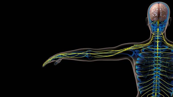 Emberi agy központi idegrendszer anatómia orvosi koncepció 3D illusztráció - Fotó, kép