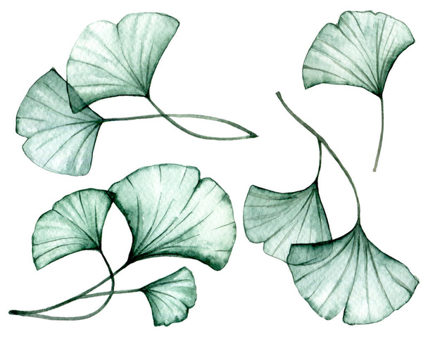 Rysunek akwareli. zestaw przezroczystych liści miłorzębu. RTG - Zdjęcie, obraz