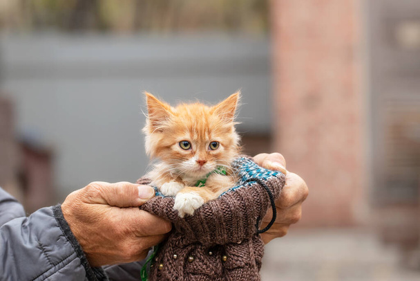 Μια αδέσποτη γάτα σε ένα καταφύγιο.Πορτρέτο ενός χαριτωμένου άστεγου γατιού.Κοινωνικοποίηση και βοήθεια σε άστεγα ζώα. - Φωτογραφία, εικόνα