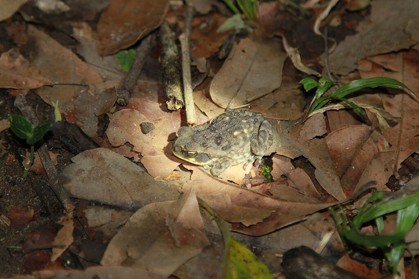 Frosch im Wald in Costa Rica. Hochwertiges Foto - Foto, Bild