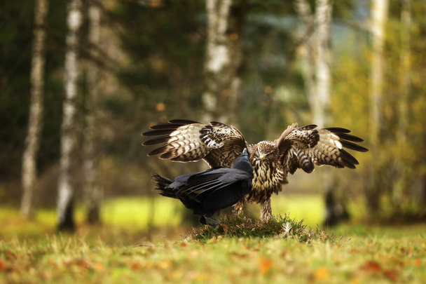 Common buzzard (Buteo buteo) and common raven (Corvus corax) together in one place fighting for the carcass - Photo, Image
