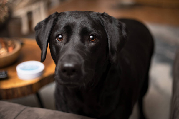 A black Labrador ritri looks closely in the eyes. - Photo, Image
