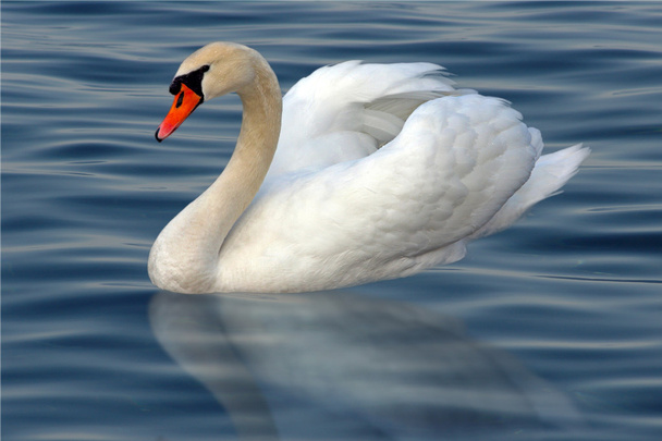Swan in the water - Photo, Image