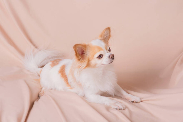 Собака породы чихуахуа длинноволосая, белая с красным цветом. Чистокровная собачка на бежевом. - Фото, изображение