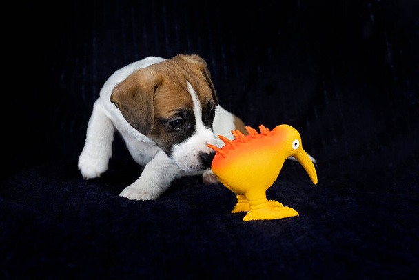 lindo pequeno Jack Russell terrier filhote de cachorro cheira um pássaro kiwi de brinquedo em um fundo escuro. Cuidar e criar filhotes - Foto, Imagem