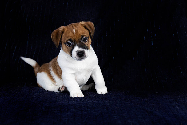 красивый маленький Джек Рассел терьер щенок сидит на темном фоне. Забота и воспитание щенков - Фото, изображение