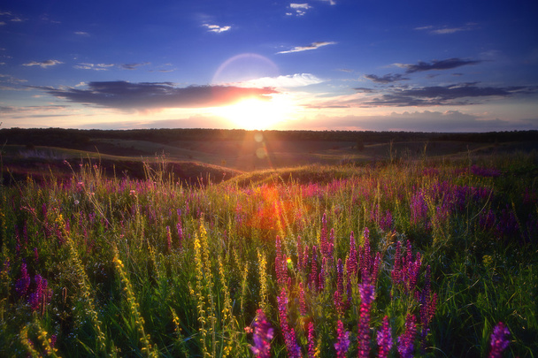 Çiçek günbatımı - Fotoğraf, Görsel