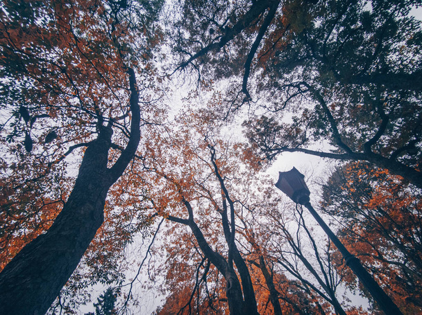 Осенний парк с большим количеством деревьев в Польше - Фото, изображение