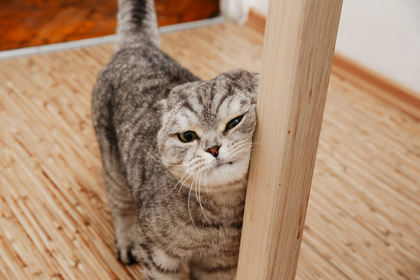 Szkocki Fold kot z charakterystycznym składane uszy rówieśników wokół drewnianego stołu, kot pokazuje czułość i miłość i masuje o stół - Zdjęcie, obraz