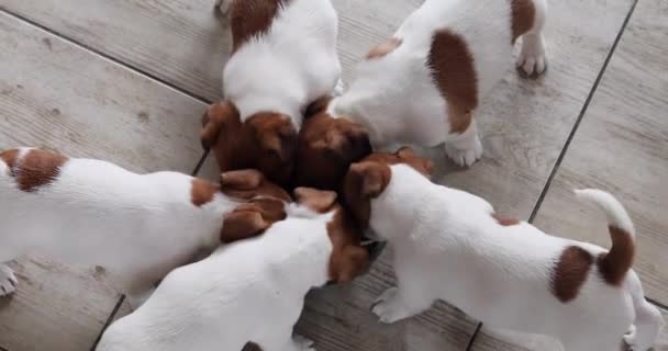 I cuccioli del piccolo Jack Russell Terrier mangiano in una ciotola. vista dall'alto. Prendersi cura dei cuccioli e allevarli - Filmati, video