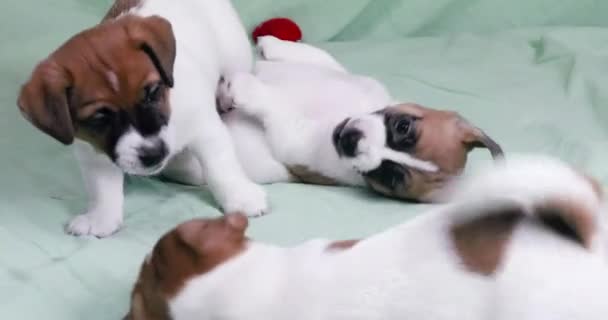 αστείο μικρό αρσενικό Jack Russell Terrier κουτάβια παίζει σε ένα πράσινο φόντο. - Πλάνα, βίντεο