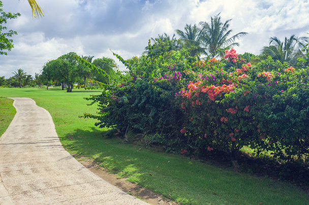 Exotic Palms Beach Resort Grounds. Beautiful Palm tree in tropical garden. - Zdjęcie, obraz