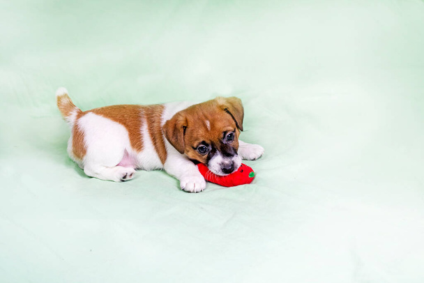 Güzel küçük Jack Russell Terrier köpekleri yumuşak bir oyuncakla oynuyorlar. - Fotoğraf, Görsel
