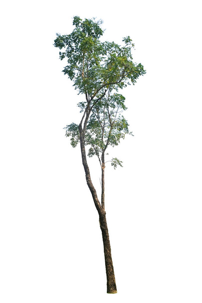 Indyjskie drzewo korkowe (Millingtonia hortensis) izolowane na białym tle ze ścieżką wycinania, tropikalne drzewa odizolowane wykorzystywane do projektowania, reklamy i architektury - Zdjęcie, obraz