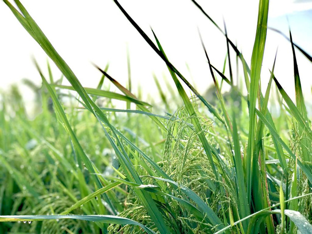 champ de riz naturel avant récolte avec fond bleu ciel. - Photo, image