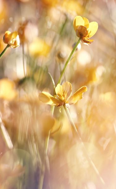 Las flores amarillas de un buttercup
 - Foto, Imagen